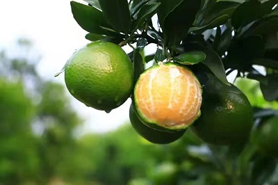 華逸府聯(lián)手德慶皇帝柑，為您帶來(lái)入冬的第一口甜~~